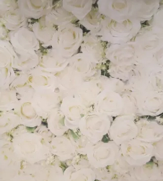 Roses in White Backdrop